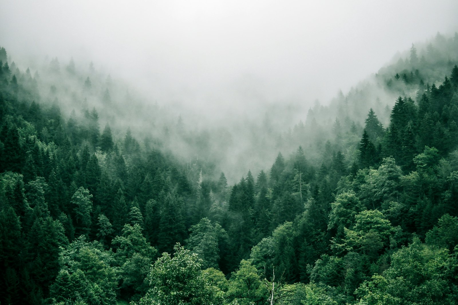 Tall pines in mist